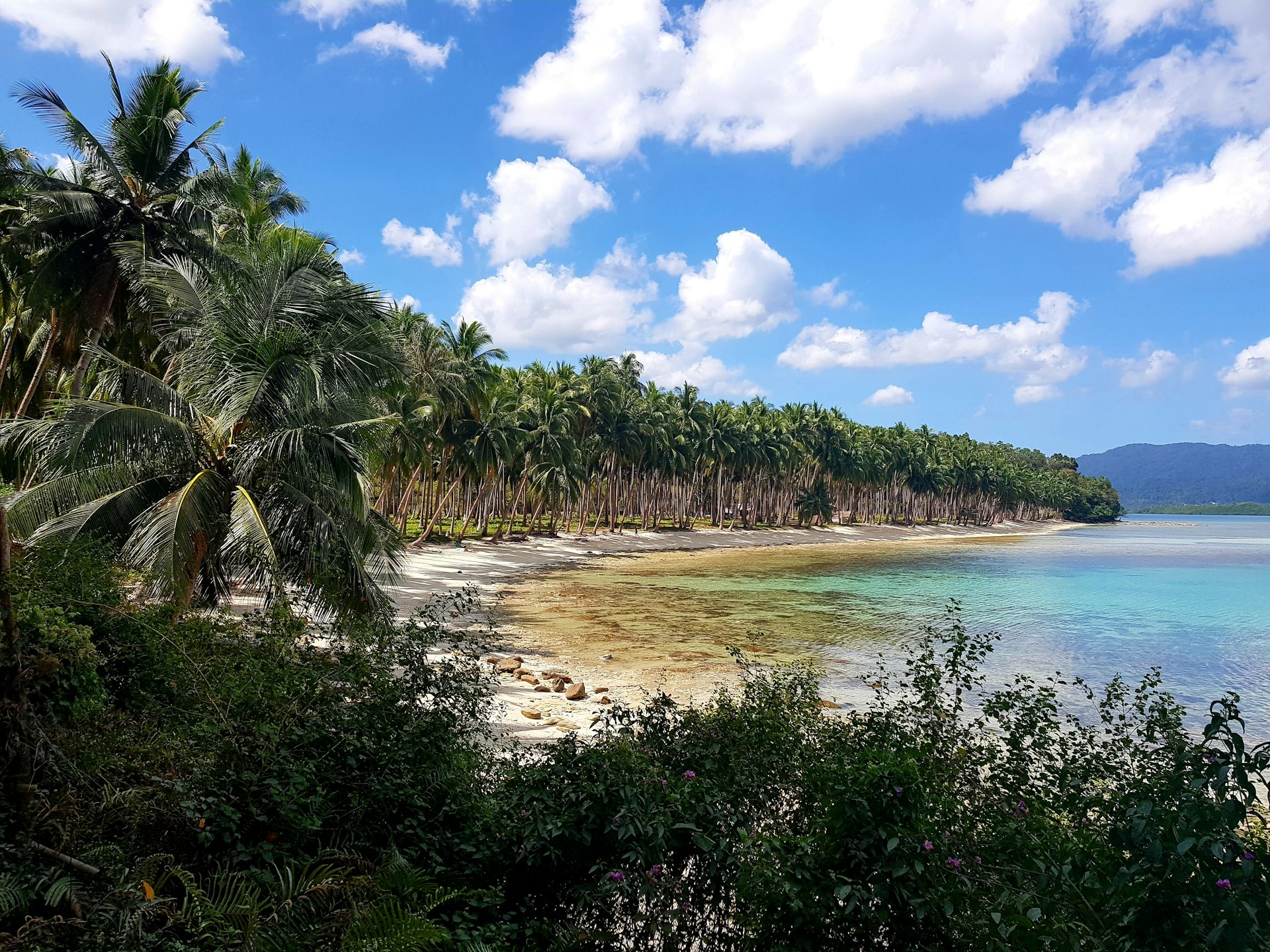 green palm trees near body of water during daytime